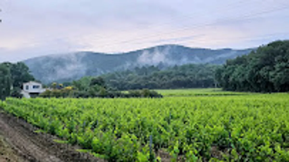 Au Pied des Vignes - Photo 3