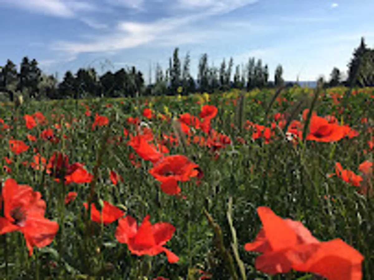 « Bastidons des Anges » Location Saisonnière - Photo 4