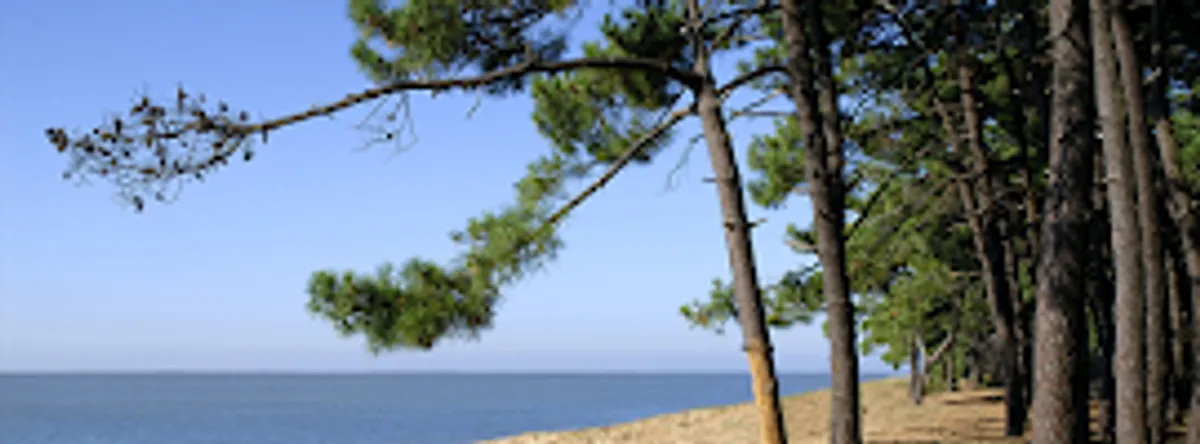 Conciergerie A L'Ombre des Pins