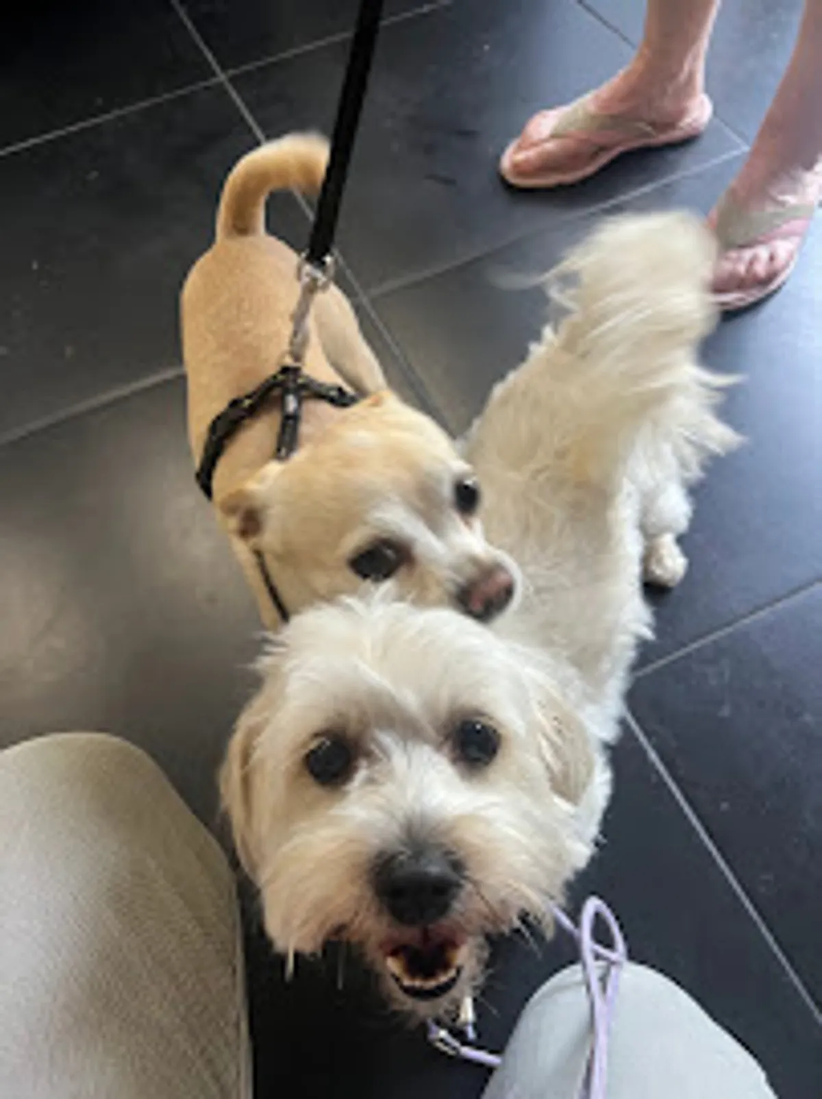 Conciergerie animale Kari’net Médoc - Photo 2