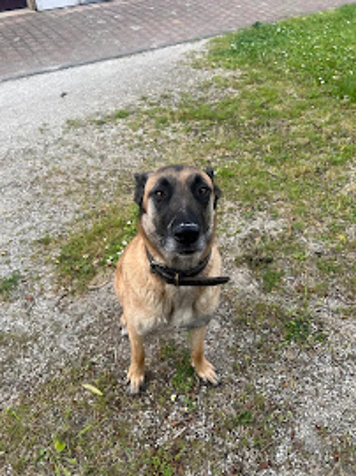 Conciergerie animale Kari’net Médoc - Photo 3