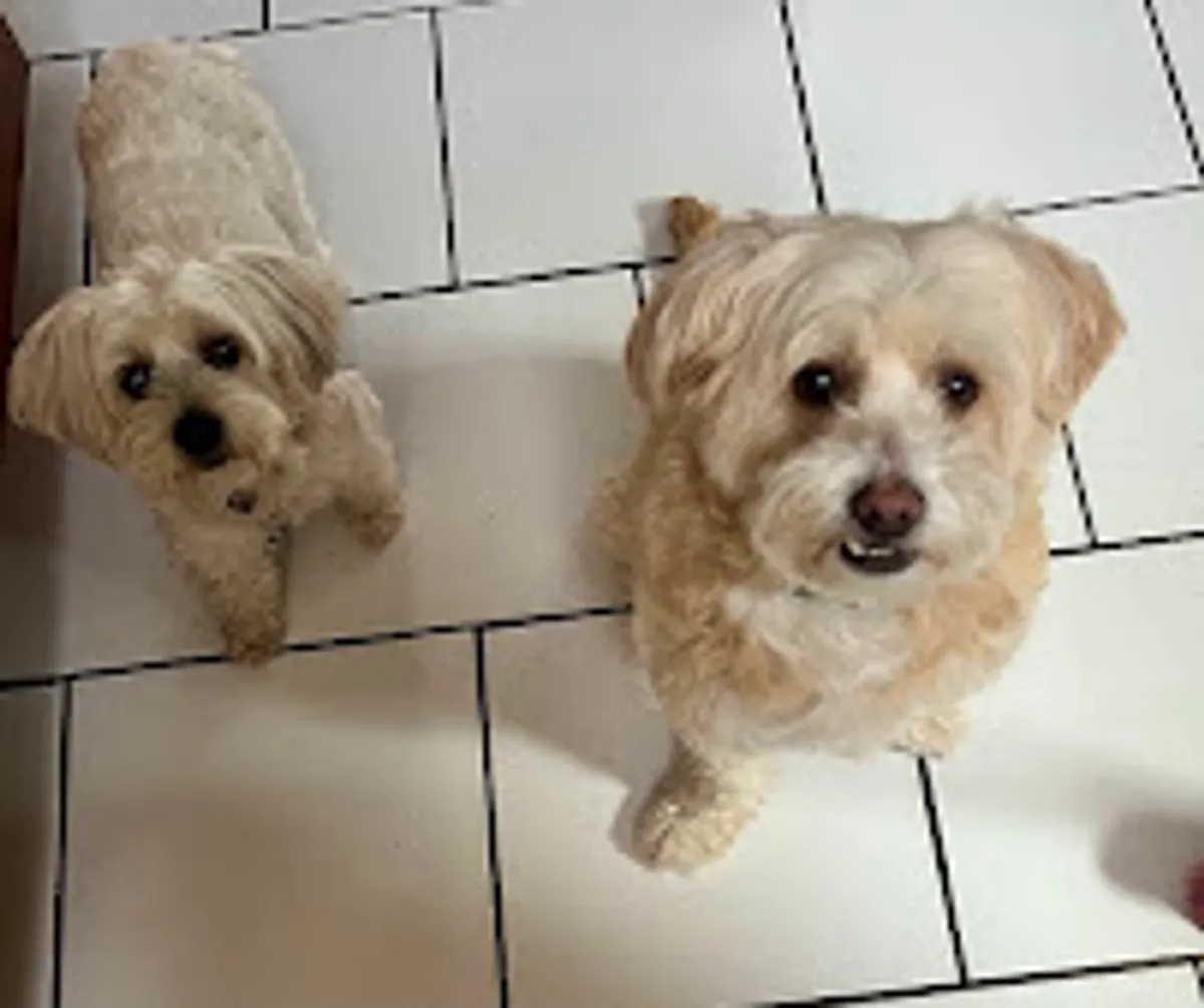 Conciergerie animale Kari’net Médoc - Photo 4