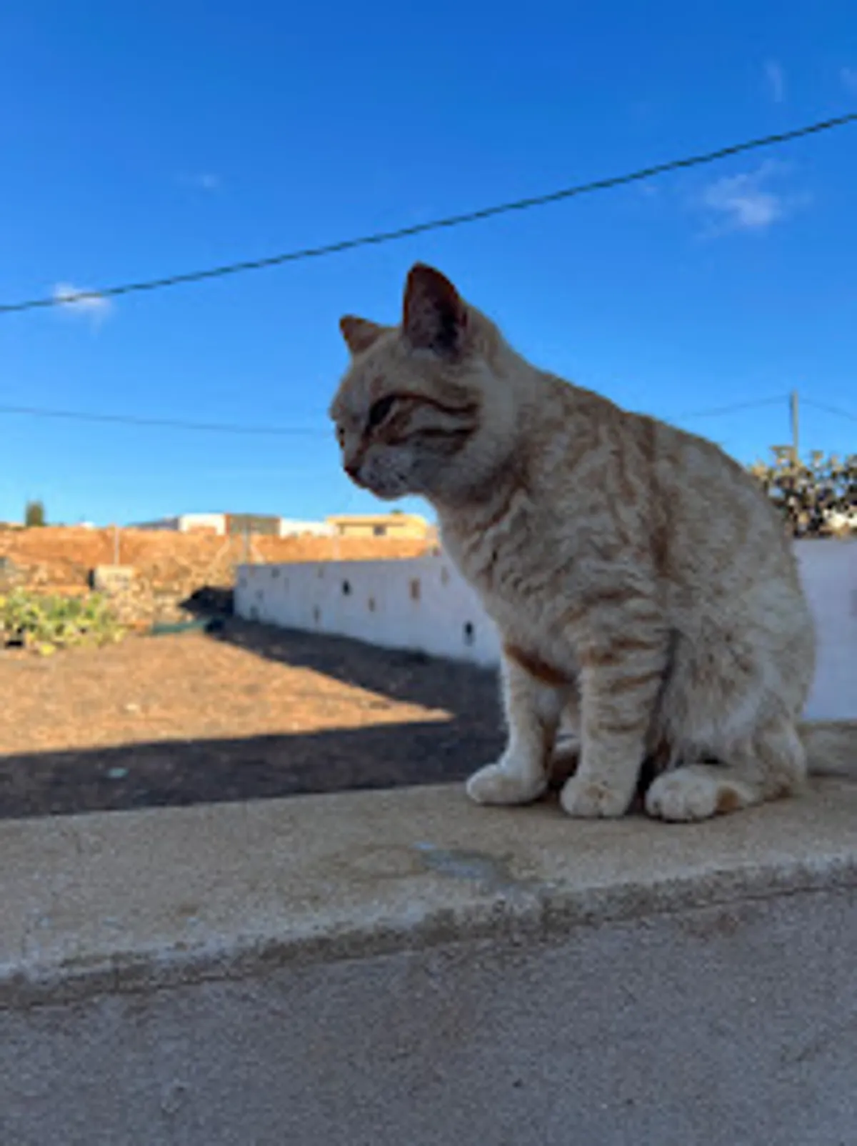 Conciergerie animale Kari’net Médoc - Photo 5