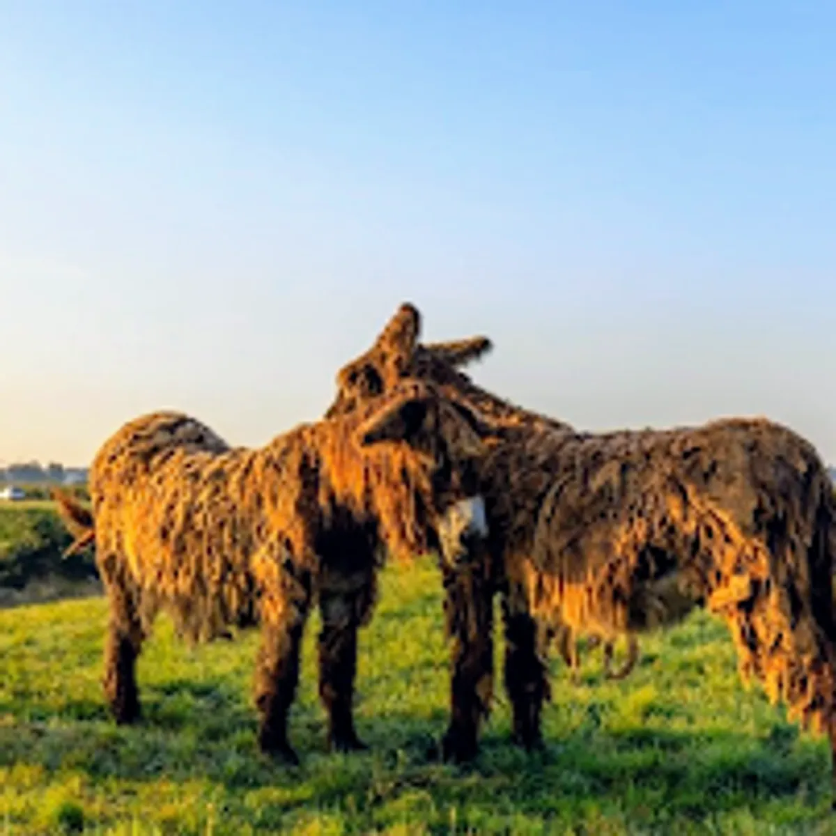 Conciergerie Auguste - Ile de Ré - Photo 4