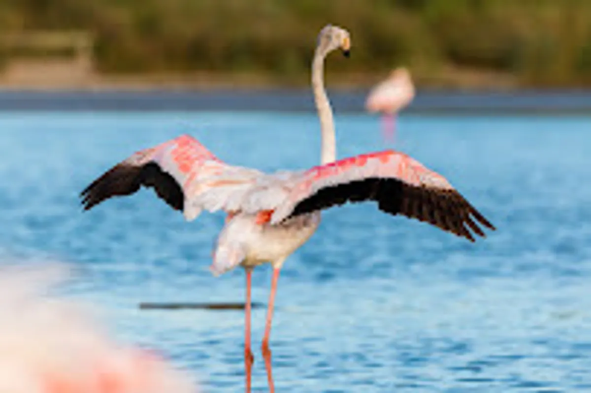 Conciergerie CocoA & Gestion locative saisonnière 66 - Le Barcarès & Port Leucate - Photo 5
