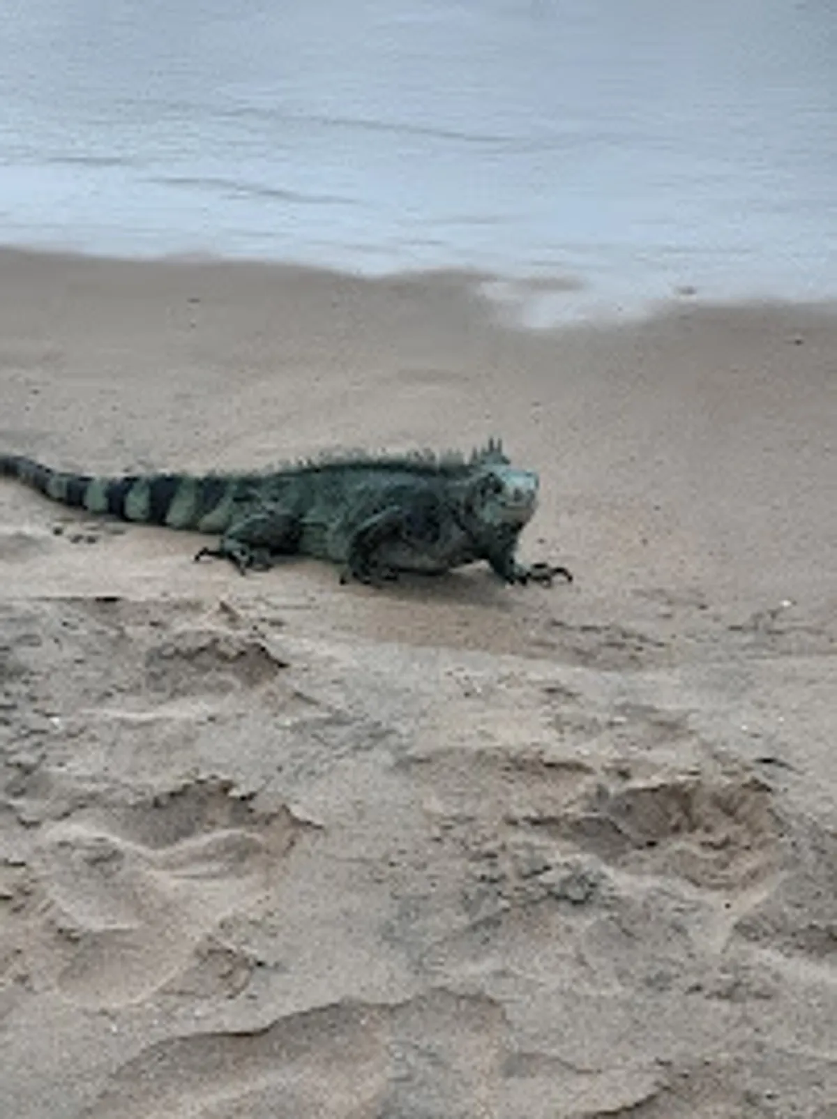 Conciergerie de Deshaies - Photo 2
