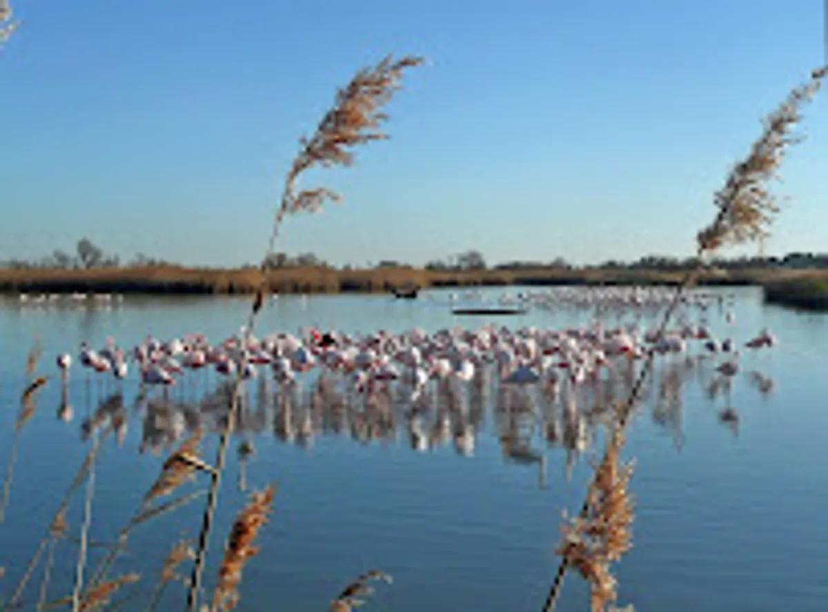 Conciergerie Gestion Sud Camargue - Photo 8