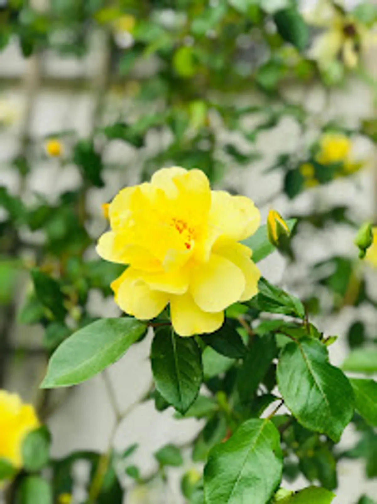 Conciergerie L'Esprit Libre - Photo 3