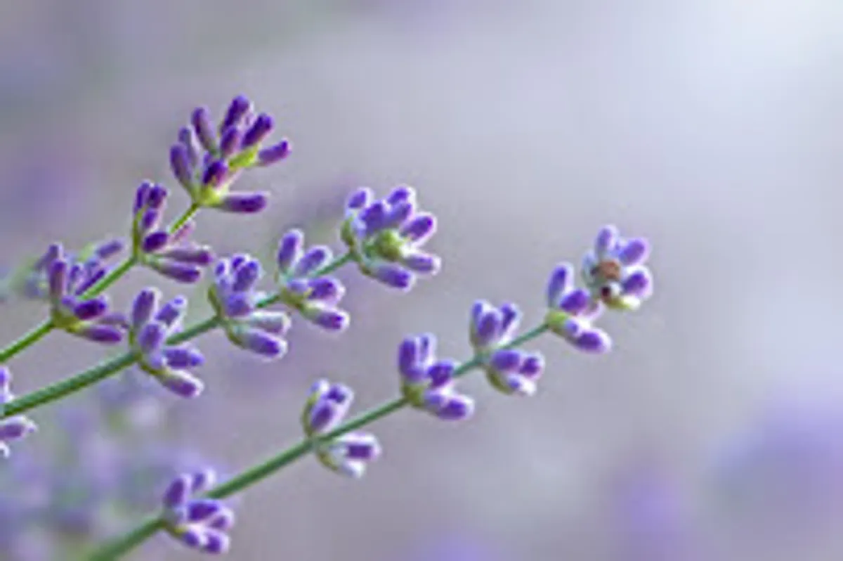 CONCIERGERIE L'OR BLEU - Photo 8