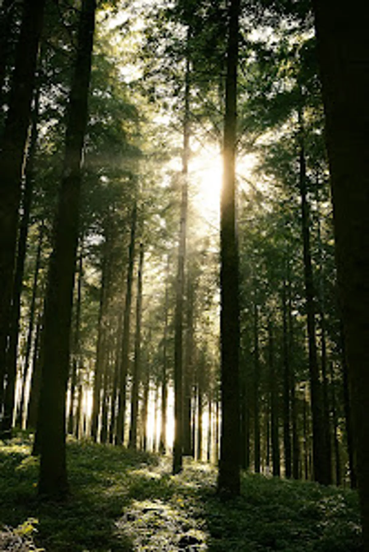 ESCALE EPHEMERE CONCIERGERIE Lyon - Mont d'or - Beaujolais - Photo 4