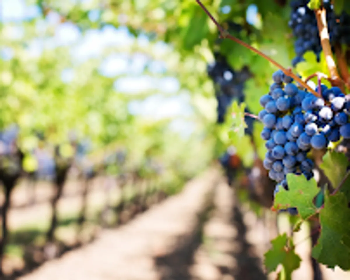 Groom 360 | Sur rendez-vous uniquement - Photo 8