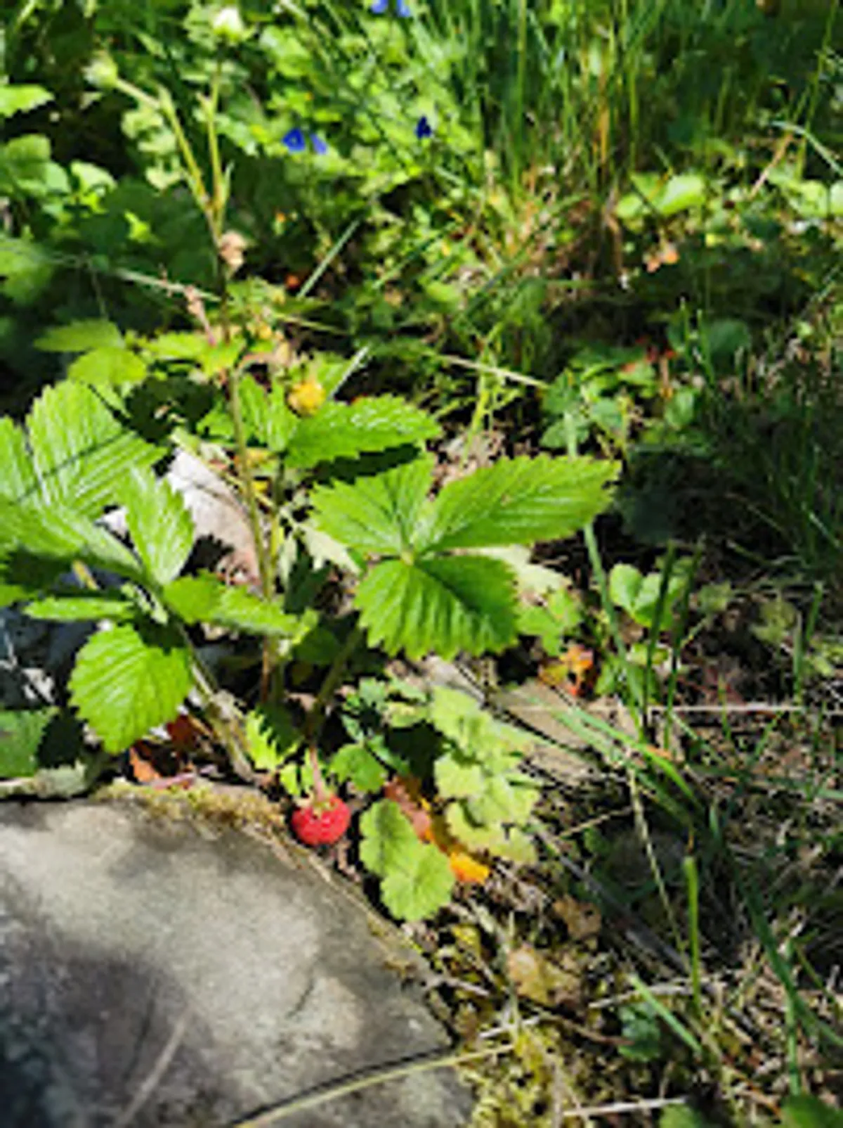 La Bergerie de Naves - Photo 7