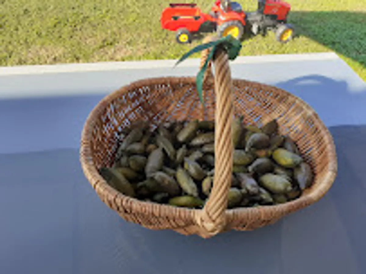 La conciergerie Corse - Photo 6