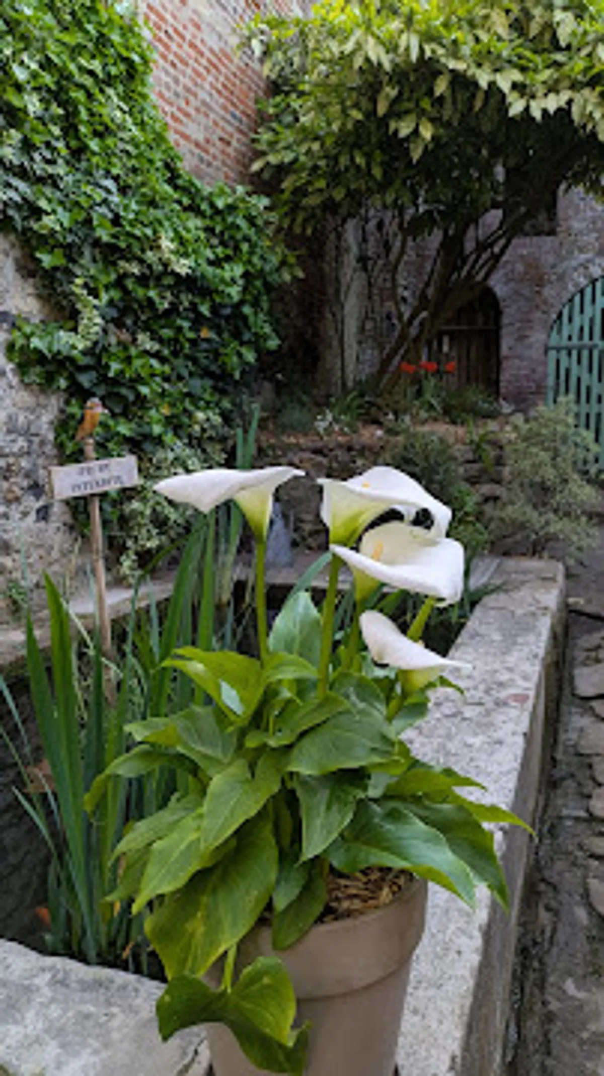 La petite source, rue Haute à Honfleur - Photo 8