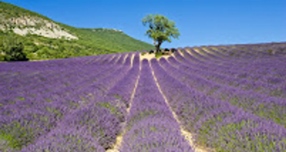 Le Bureau de Caroline