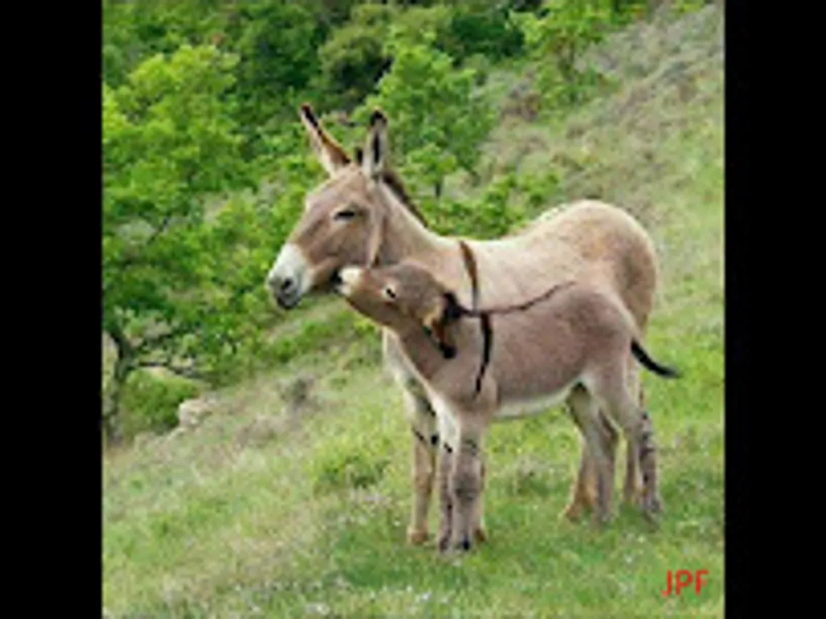 location villa bormes les mimosas - conciergerie - Photo 6