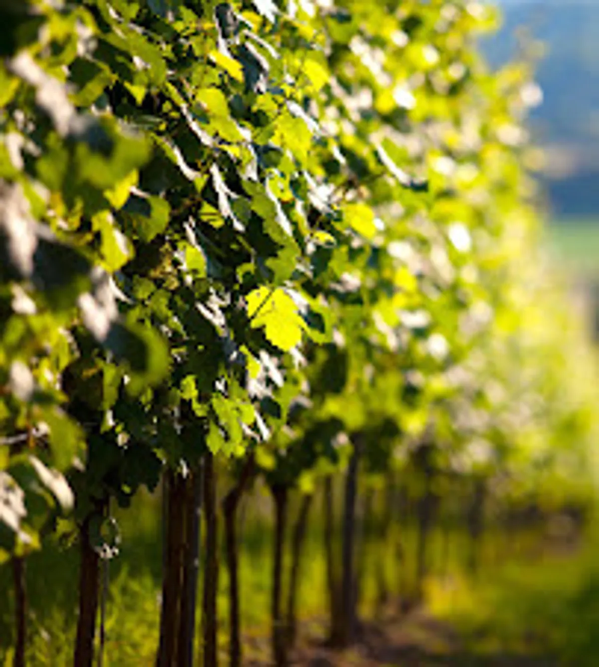 Ma petite Toscane - Photo 3