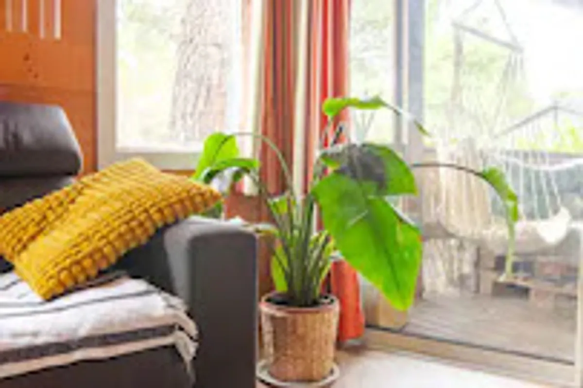 MER ET PINS - Photo 5