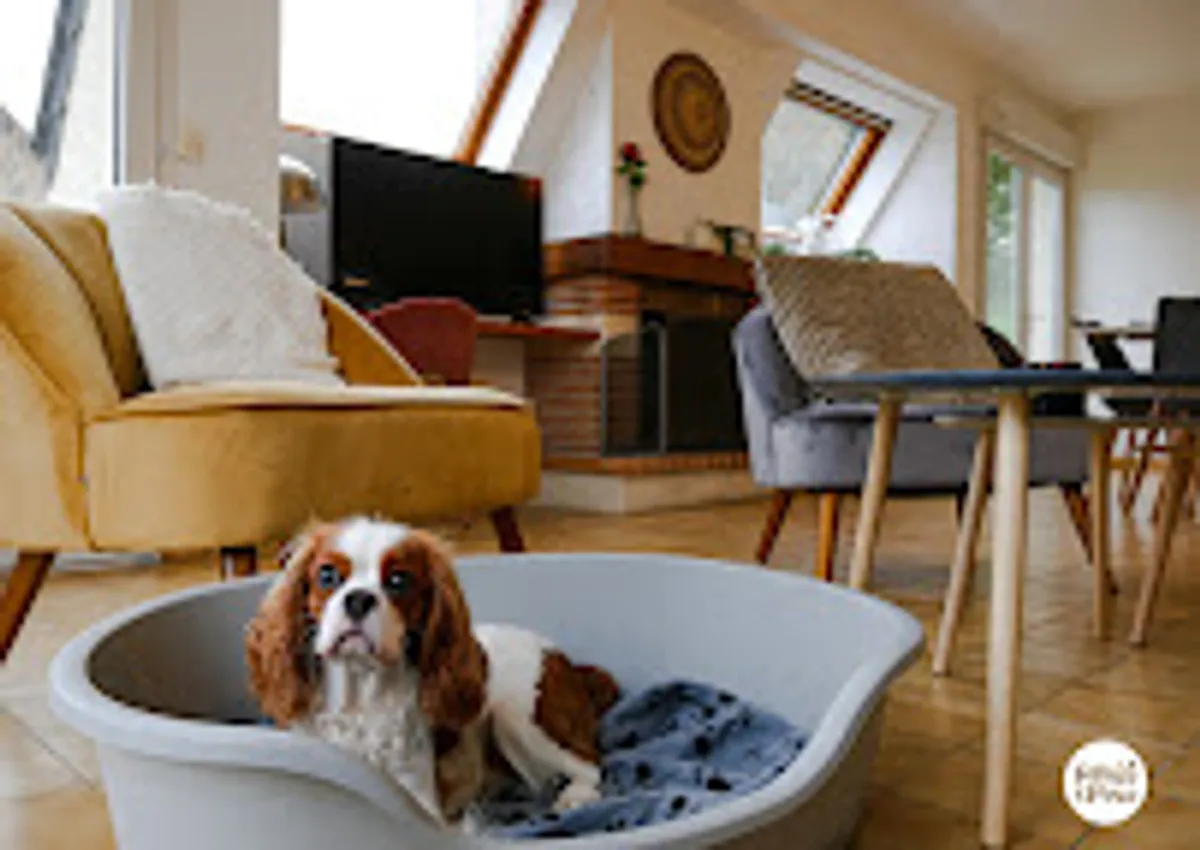 Pillow & Paw - Conciergerie Tours Amboise - Photo 8