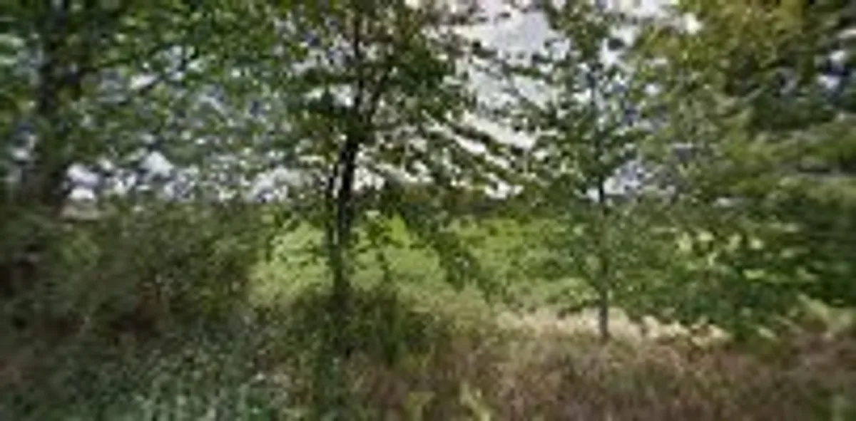 Intact - Photo 2